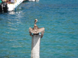 The Pelicans have much more luck than I do when it comes to fishing!